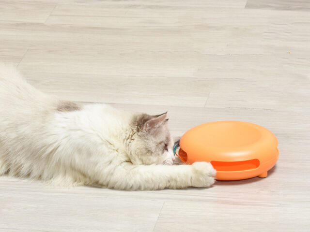 Pet Funny Cat Turntable, Cat Snacks, Food Utensils, Sound Toys - Image 5